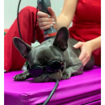 New Laser Application Techniques to the Canine Joint
