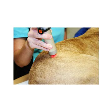 Intro to Companion Animal Laser Therapy