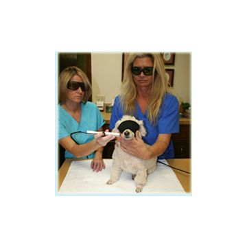 Laser Therapy Principles in the Companion Animal Practice