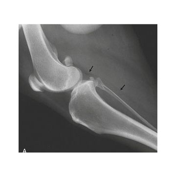 Improve Your Laser Therapy Technique: Application Technique to the Canine Stifle